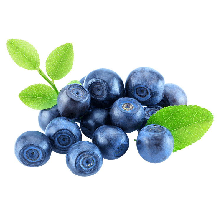 wild_blueberries_wholesale